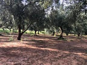 Uliveto pianeggiante in Vendita